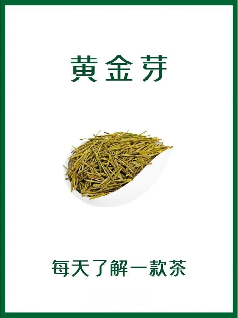 黄金芽是什么茶？功效和冲泡方法一览