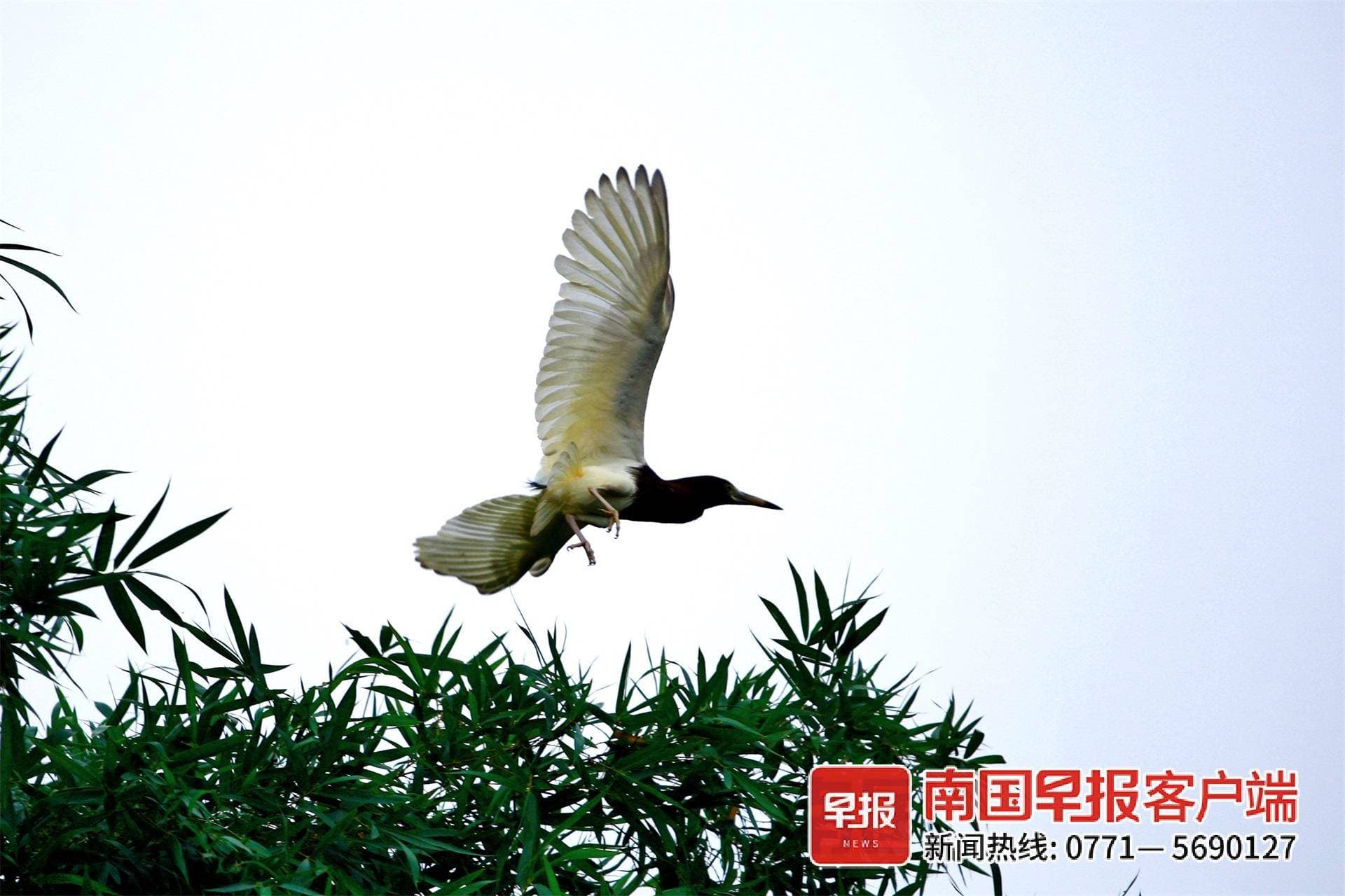 与鹭为邻，村民们温情守护丨在广西等鸟来