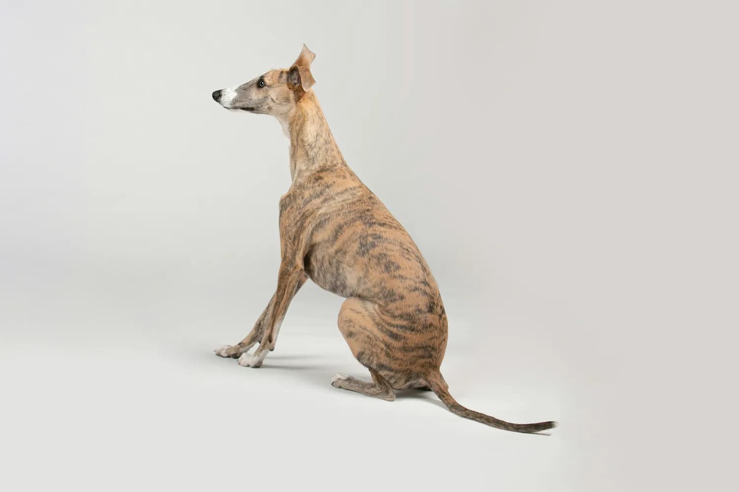 中国细犬 vs 灵缇犬：谁更适合你？