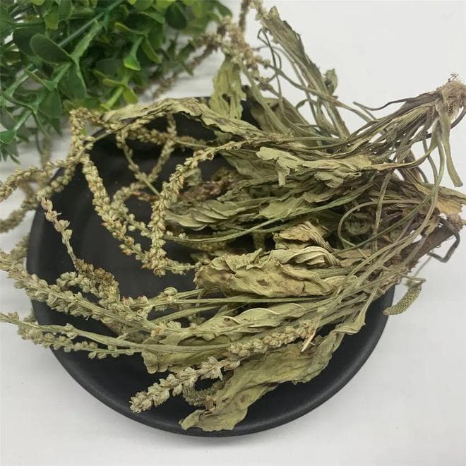 一味中药车前草：不止能利尿、消肿，还可明目、治痛风