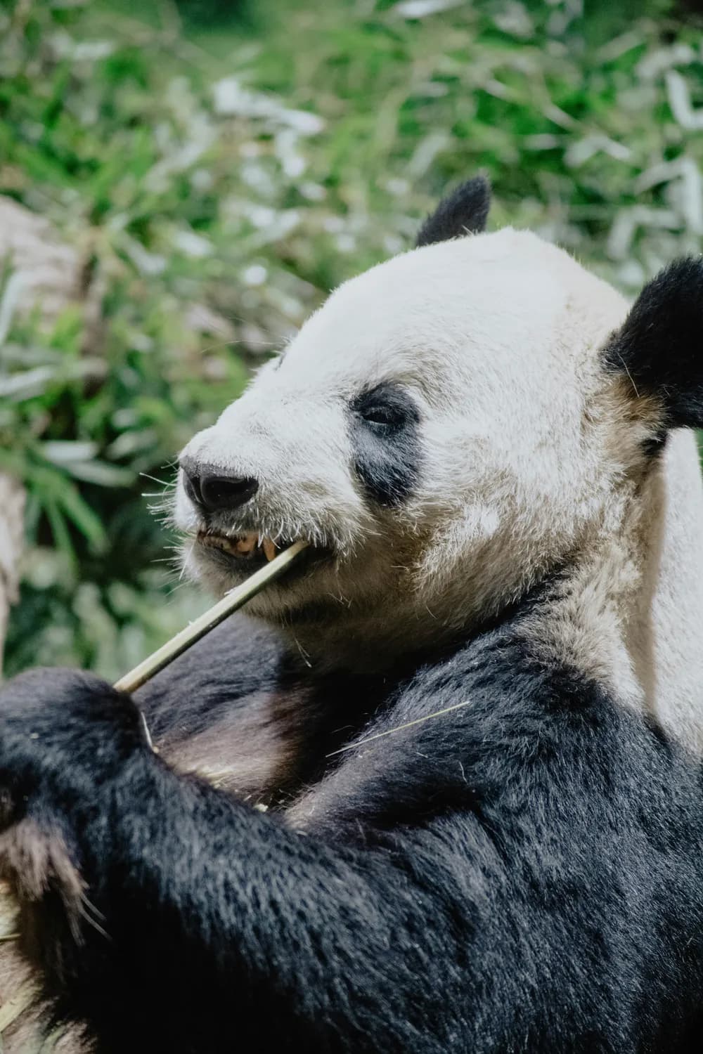 Pandas高效排序：sort_values()技巧大揭秘！