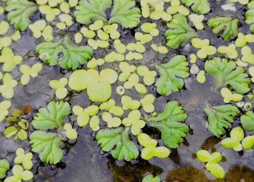浮叶植物的特点与应用