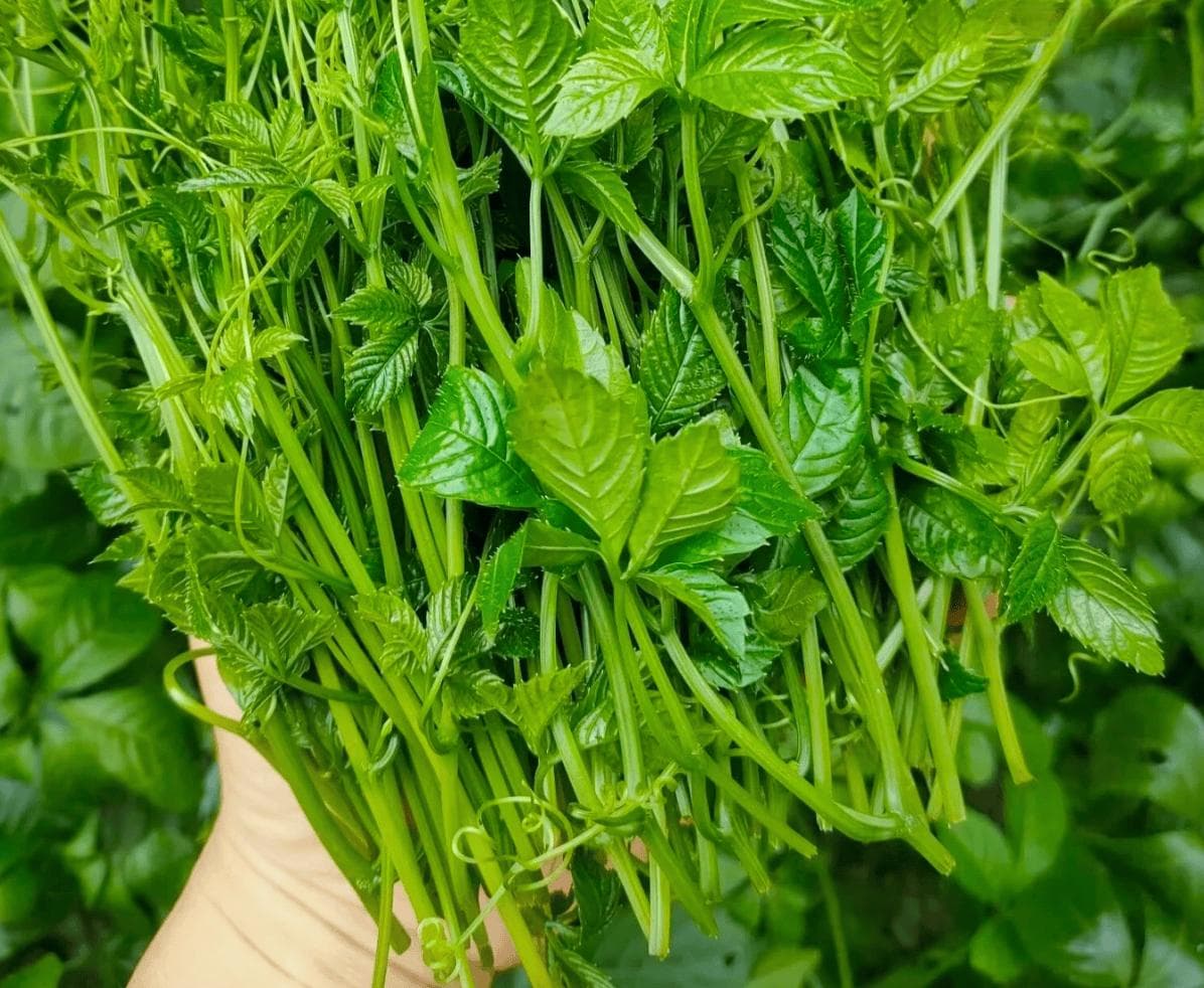 俗话说：“北有长白参、南有绞股蓝”，绞股蓝是何植物，有何价值？
