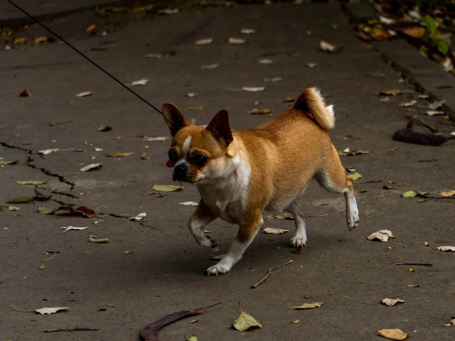 城市养犬管理：从立法到共治