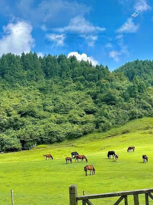 重庆“小瑞士”探秘：仙女山草原露营全攻略与星空观测指南