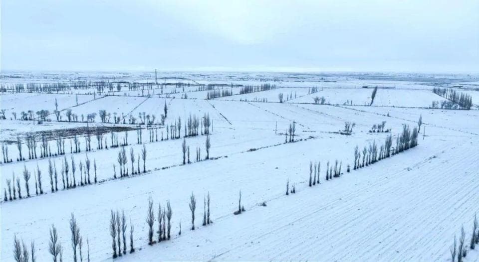 阿拉善：雪落春枝，保墒利春耕