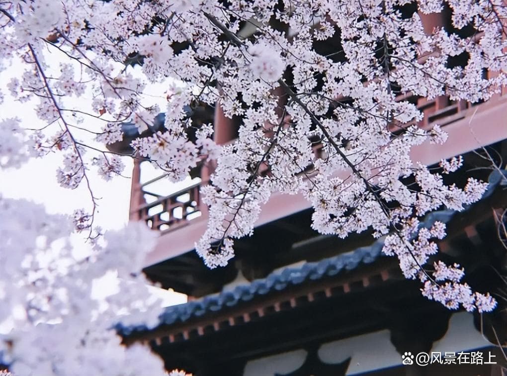 最全的西安赏樱花地点——在这个月底盛开，看看你是否都想去？