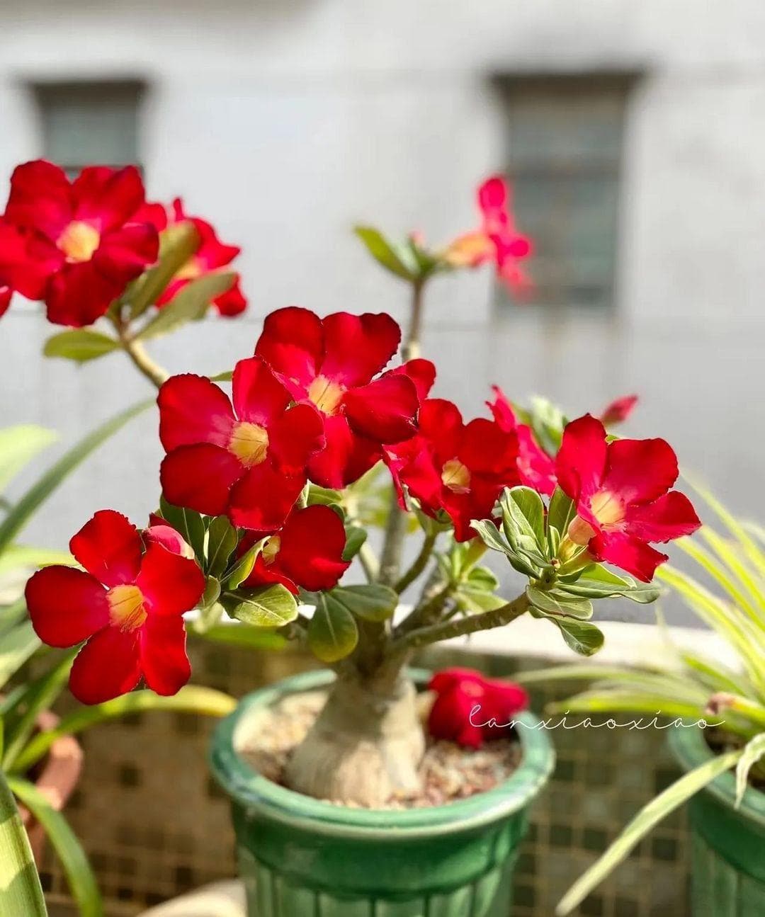 “旱、饿、冻、晒”有讲究，8种花卉这样“虐”才美