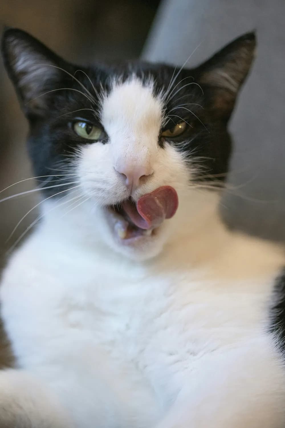 猫咪喝旺仔牛奶会拉肚子吗？