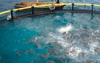 水生生物多样性保护与水环境治理监测