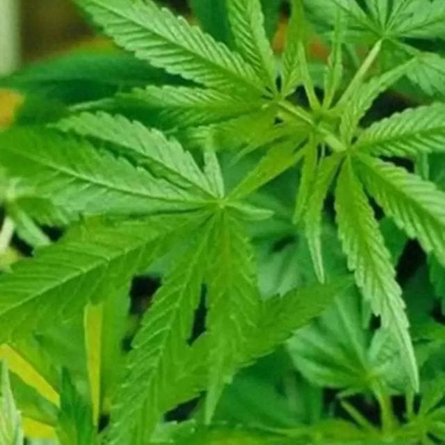 火麻仁：润肠通便的中药瑰宝