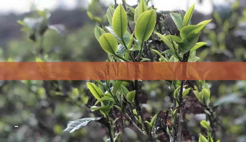 玫瑰花茶到决明子茶：四款茶饮助力心脏肝肾健康