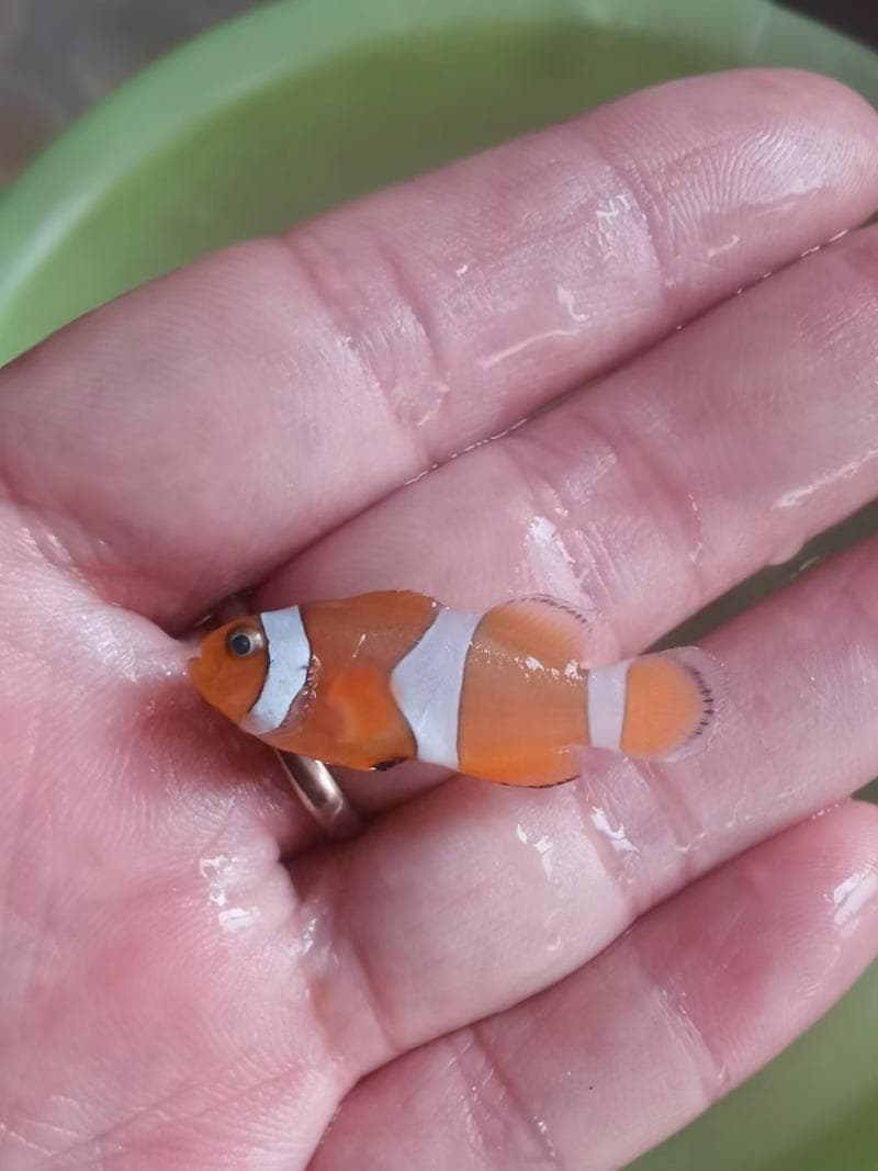 小丑鱼：与海葵共生的海洋精灵