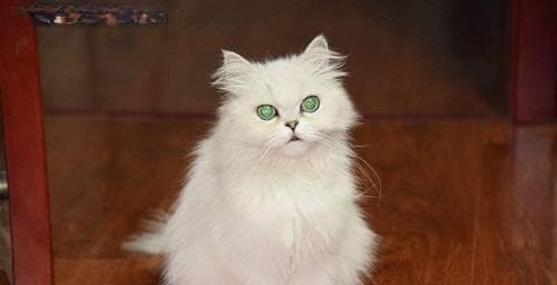 小猫为什么要换毛（探究猫咪换毛的原因与注意事项）