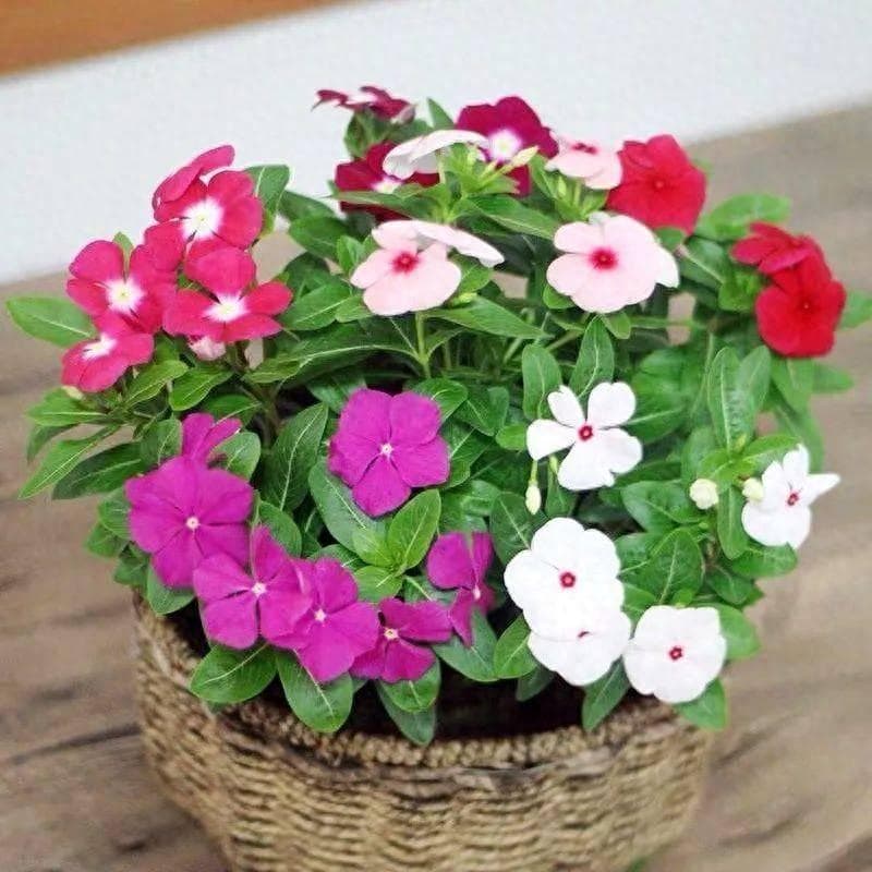 4月赶快扦插这5种花，掐个枝条就能活！