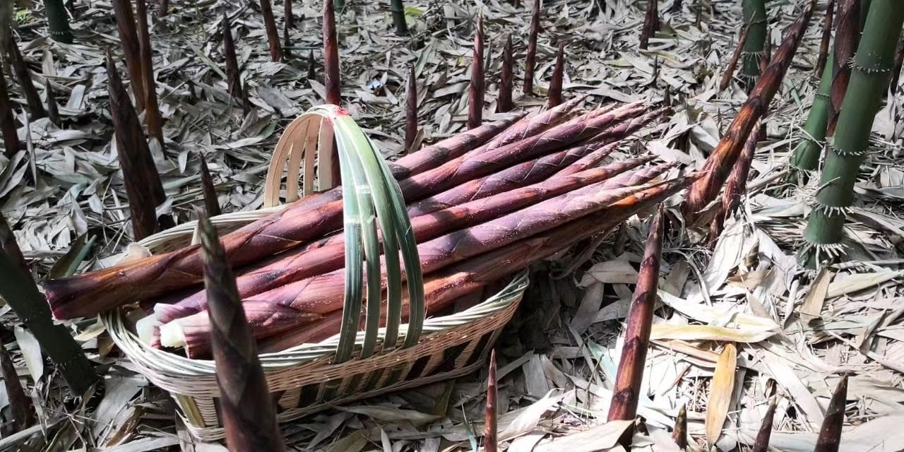 新研究揭示竹笋作为世界未来食品的潜力