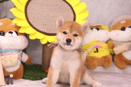 柴犬饲养：科学喂养，适量运动