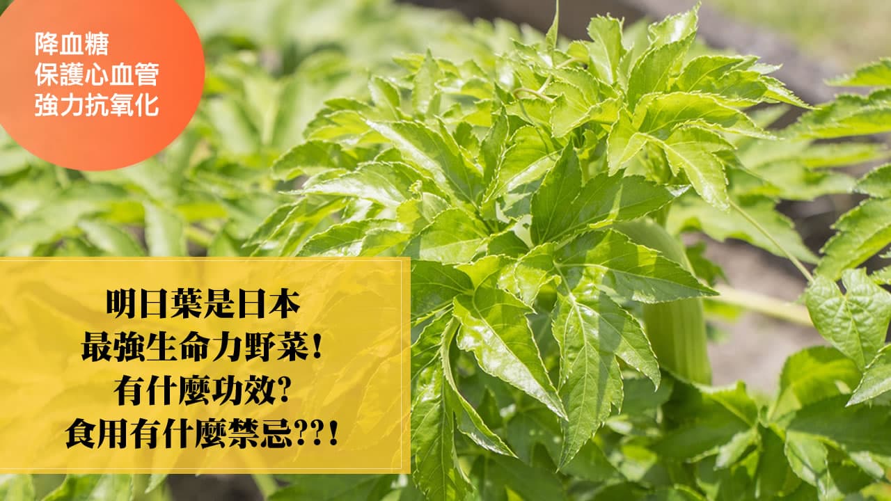 明日叶的功效与食用禁忌：从心血管健康到血糖控制的全面解析