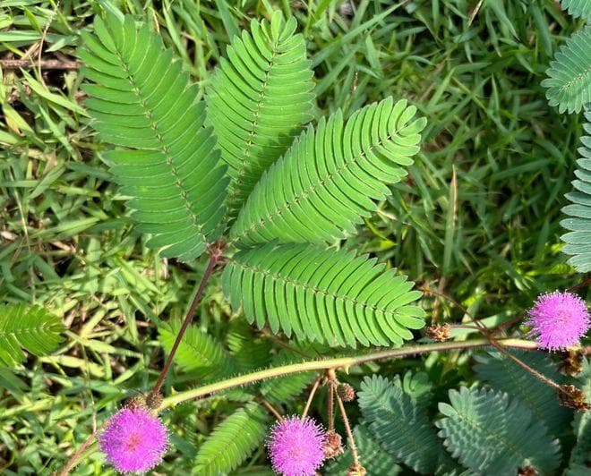 含羞草，又称知羞草、怕羞草，有3大作用，农民朋友要了解！