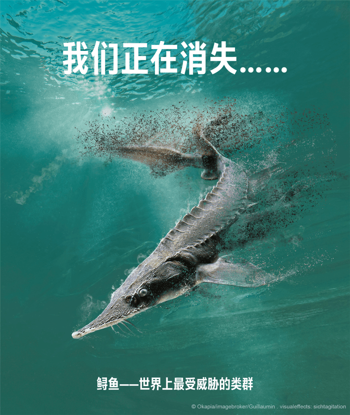 白鲟灭绝后，该如何使用好《长江保护法》？