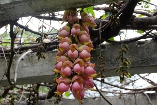 大城名园 万物和谐│禾雀花迎来“最美20天”，踏青赏花季正式开启！