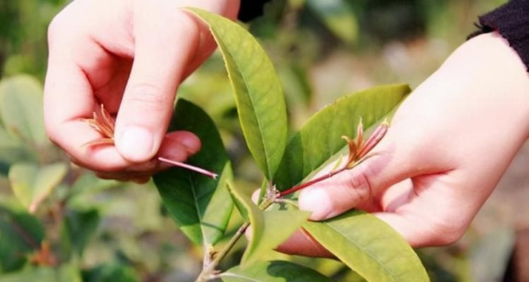 怎样修剪桂花树？（桂花树的修剪时间、方法和注意事项）