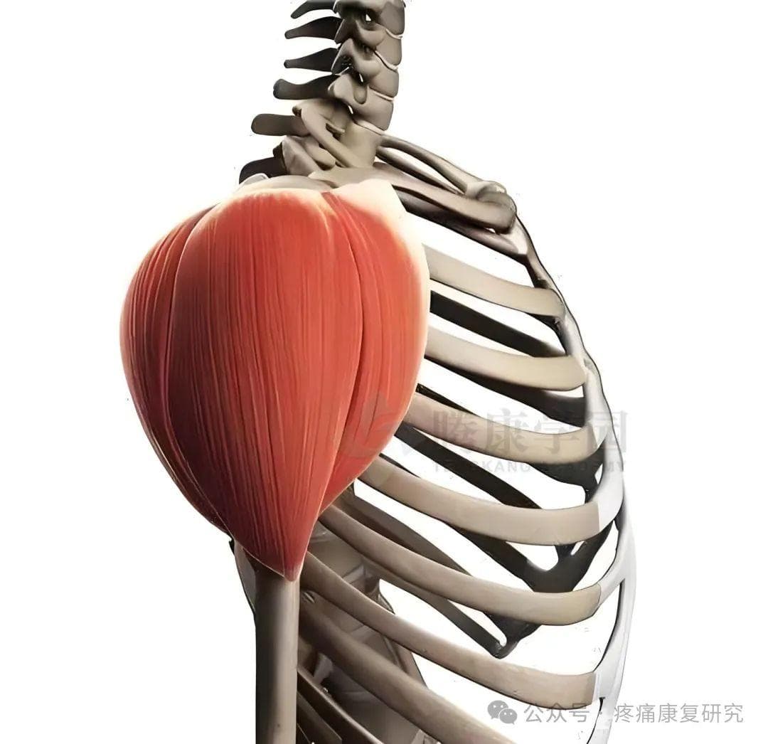 三角肌：肩痛、肩宽的关键肌