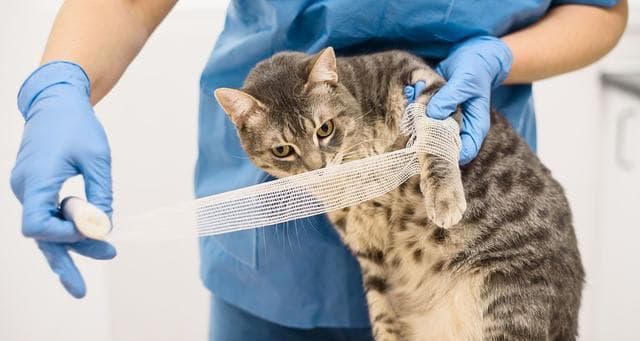 猫咪受伤后的正确清洁方法