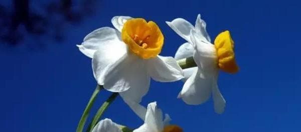 水仙花（探寻水仙花的美丽寓意与深刻内涵）