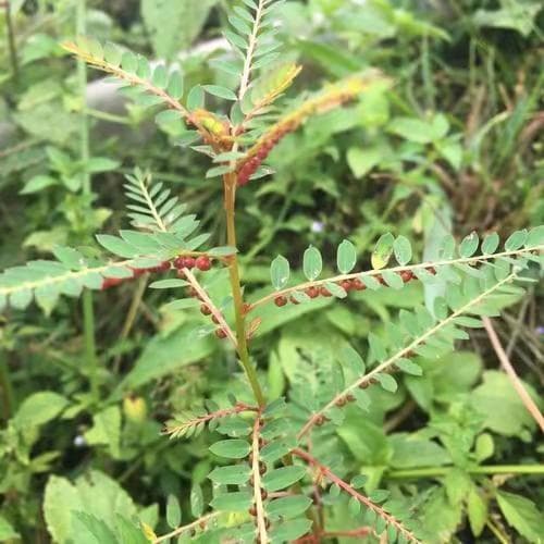 叶下珠：一种神奇的野生草本植物