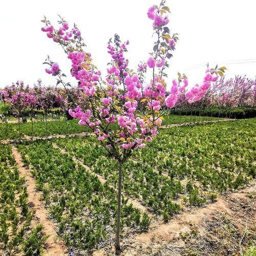 樱花树种植管理方法宝典：温度调控、光照管理与水分平衡打造梦幻花园
