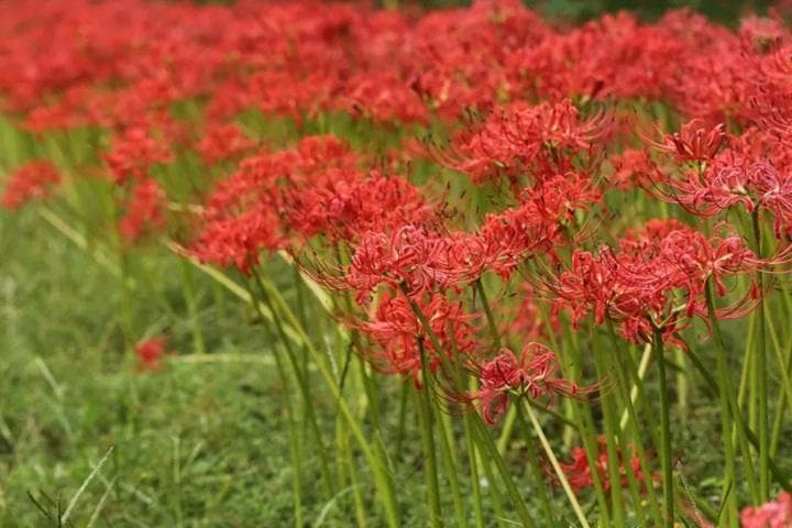 石蒜：花色丰富、品种繁多的观赏花卉