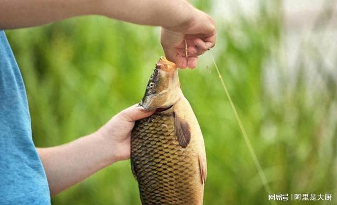 菜籽饼：钓鱼打窝的绿色秘诀