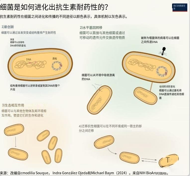 抗生素如何起作用，抗生素耐药性如何演变？