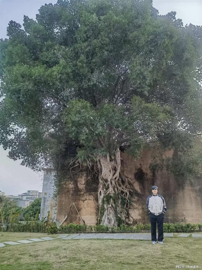 华一江榕树体书法艺术传达有生命的文化魅力