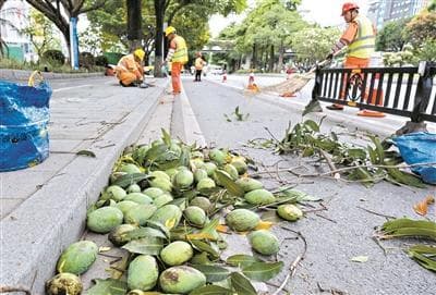 注射节育+人工摘果 路边芒果树果熟滋生问题得到治理