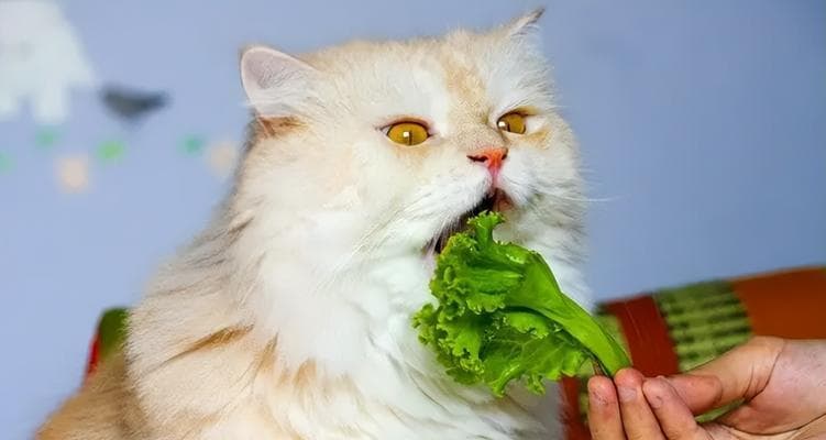猫咪第一次吃虾需要注意的事项（如何让猫咪享受虾的美味）