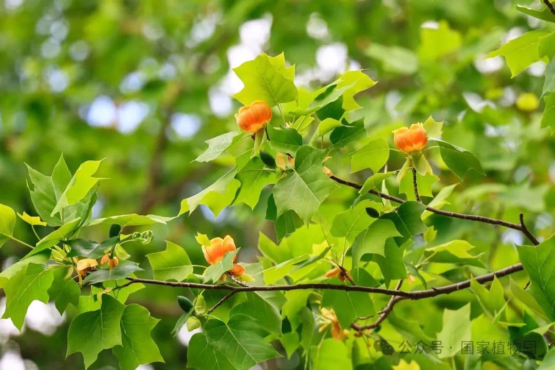五一到国家植物园赏别样春花