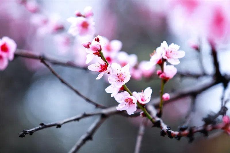 桃花桃胶桃仁，养颜养生功效多