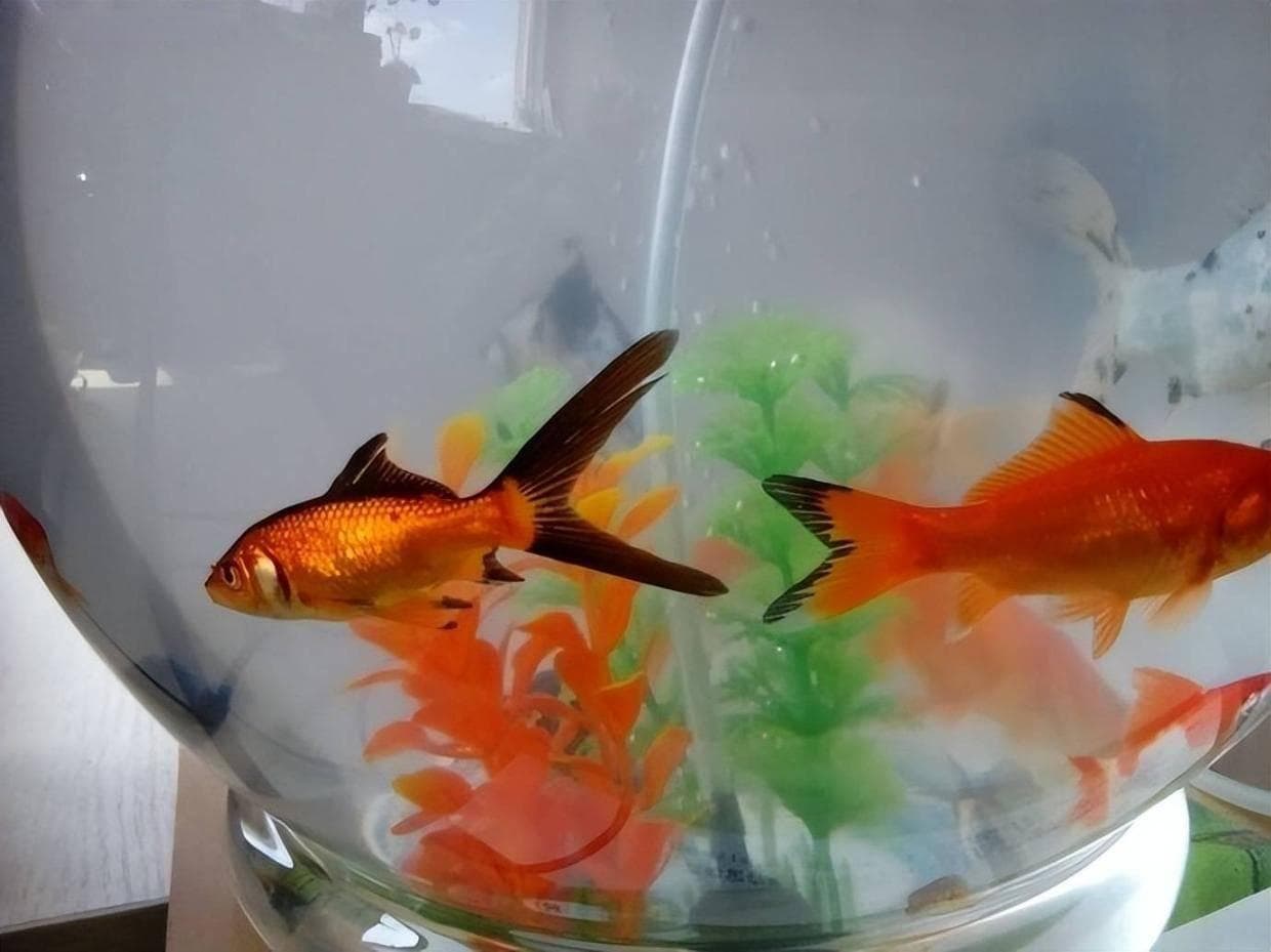 养鱼水浑浊怎么解决