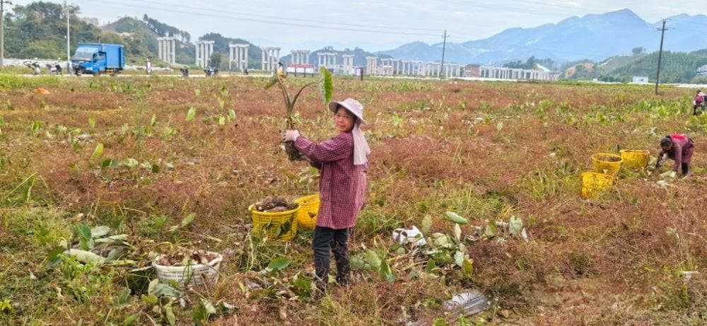 荔浦芋头：从传统农耕到现代化产业链的跨越