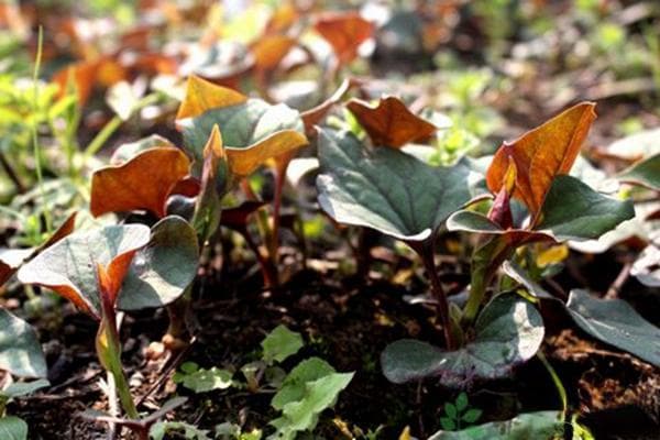 折耳根种植技术：从选地到采收的全程指南