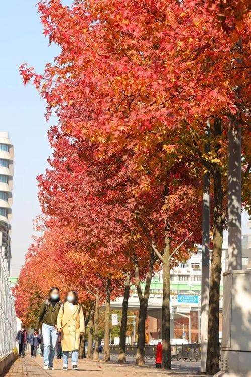枫叶什么时候变红？2025年最佳观赏时间预测及各地差异！
