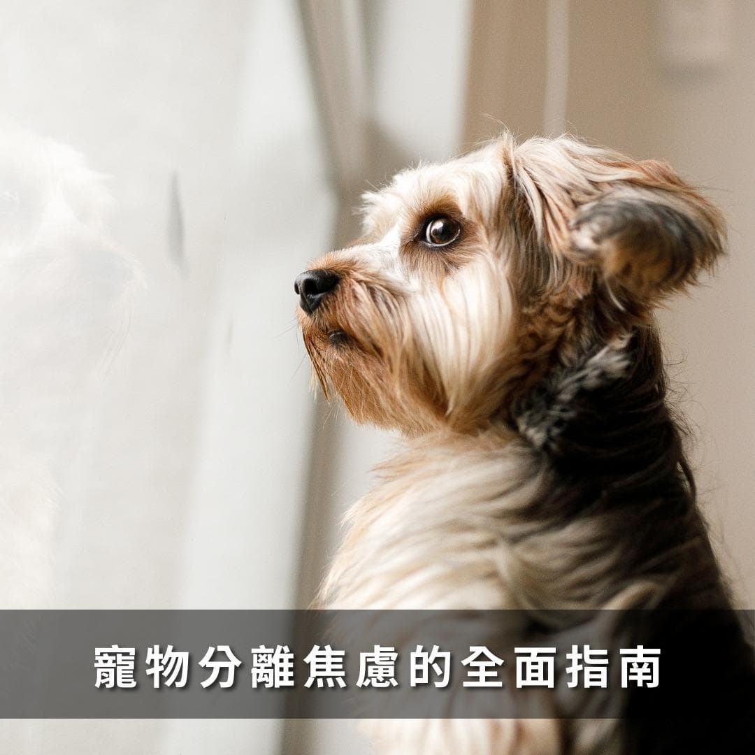 如何应对宠物分离焦虑：有效的方法与建议