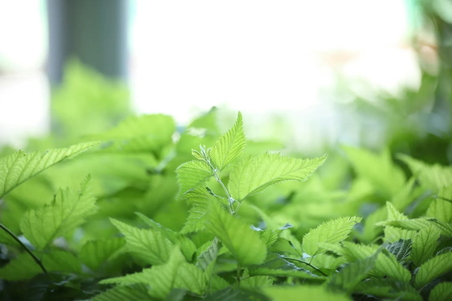 绞股蓝茶：降压降脂降血糖，养生保健新选择