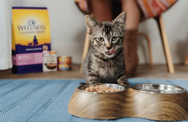 猫咪最害怕的三样东西：揭秘它们的恐惧之源