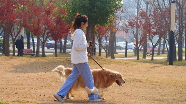 春节将至，宠物经济又火了：代遛狗、代喂猫，甚至还有年夜饭！