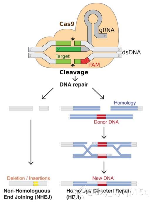 聊聊CRISPR/Cas9技术与基因治疗