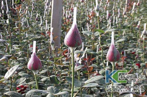 玫瑰花的无土栽培技术