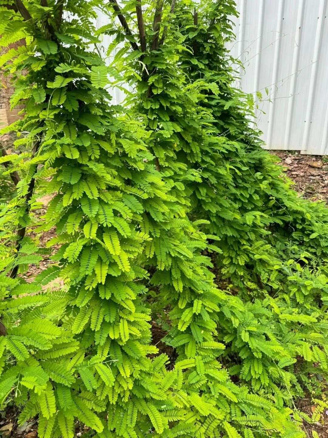 【中草药科普】每天认识一味中草药-鸡骨草
